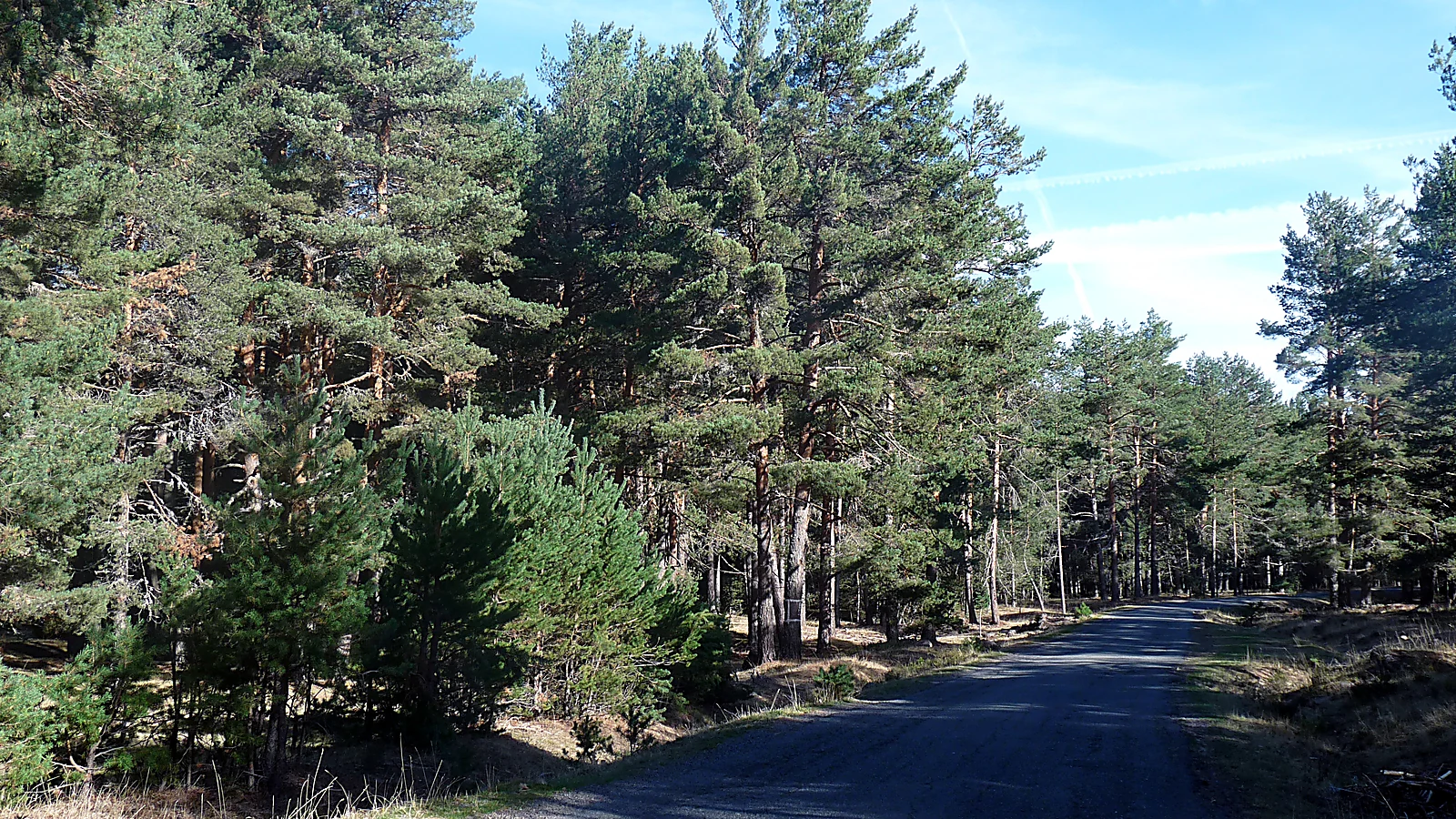 Pinar, Peguerinos.jpg